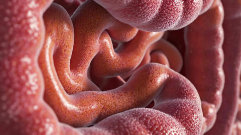 intestine walls contracting in waves macro interior view, smooth rhythmic motion pushing contents