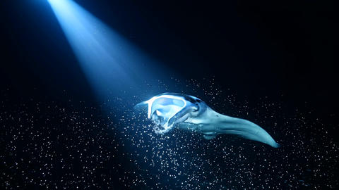 underwater night scene of a manta ray performing a slow barrel roll through a concentrated plankton