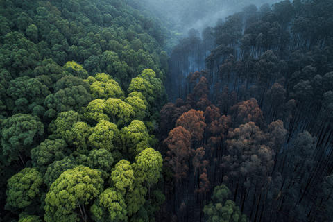 Forest tree green burned contrast climate aerial fog dramatic forest tree green burned contrast clim