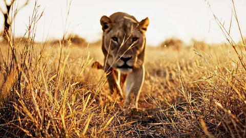 lioness walking directly toward camera through sunlit savanna grass, low ground perspective with