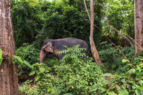 Majestic Elephant in its Lush Green Jungle Habitat, an awe inspiring sight