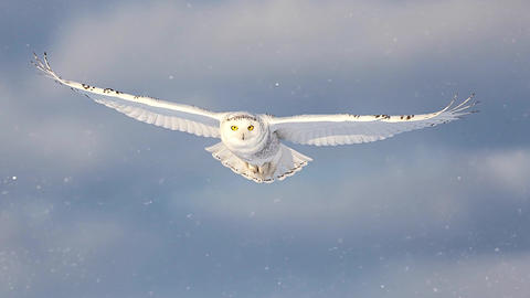 Snowy owl flying in the sky with spread wings, close up of a white owl in winter flight