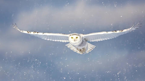 Snowy owl flying through falling snow, majestic white bird in winter flight