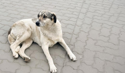 Stray dog sitting on sidewalk with copy space on urban street