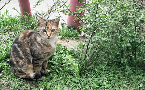 Calico cat sitting near bushes with industrial pipes in background