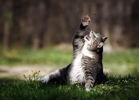 Tabby cat playing reaching for fly in grass