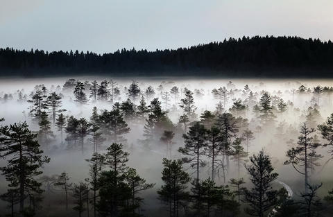 Misty pine forest landscape at sunrise in wilderness