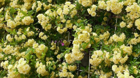 Soothing Yellow Flowers in the Gentle Breeze