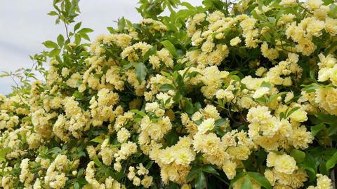 Yellow Flowers Swaying in the Breeze