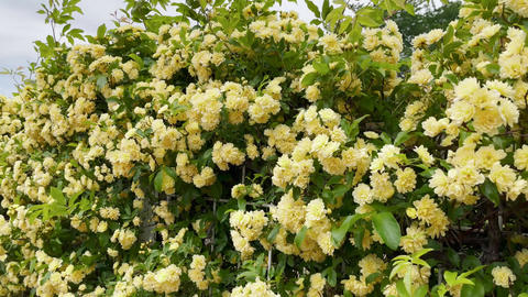 A Field of Yellow Flowers Swaying in the Breeze
