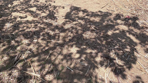Shimmering Tree Shadows on the Ground