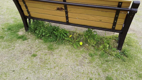 Two Sparrows Seen Through a Park Bench