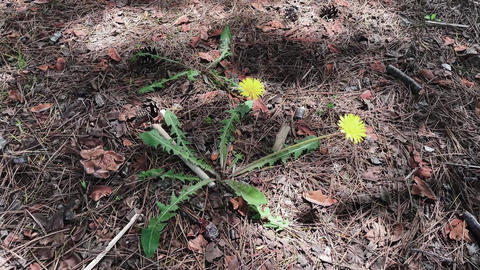 Natur