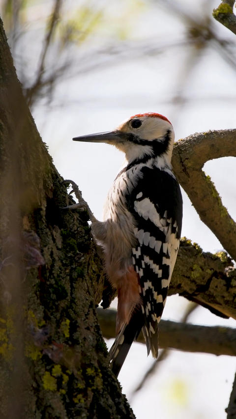 White-backed woodpecker pecking tree bark vertical 4k