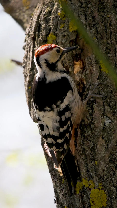Rare woodpecker searching for food vertical 4k