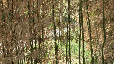 Exploring a lush bamboo grove in vibrant sunlight