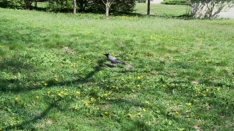 Charming squirrel frolics in sunny park under gentle tree shade