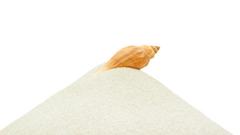 Seashell on sand dune isolated on white background, minimal beach concept
