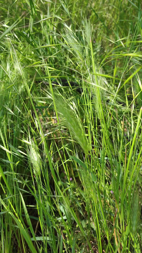 Green Meadow Grass Swaying in Sunlight Close Up