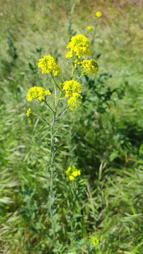 Yellow Wildflower Blooming in Green Meadow Close Up