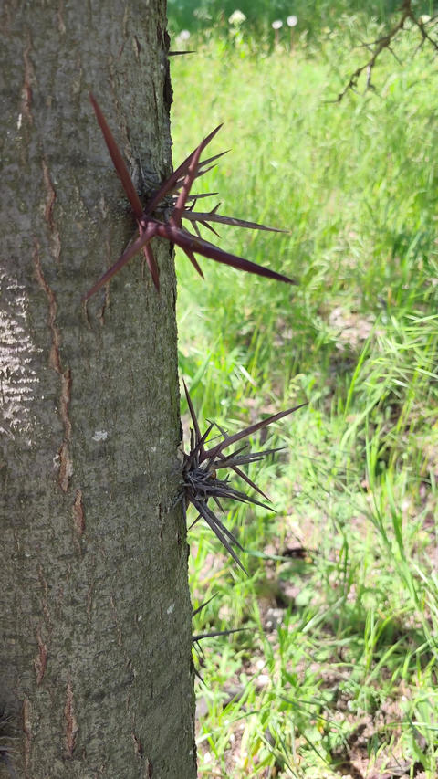 Thorny Tree Trunk in Sunny Green Woodland Close Up