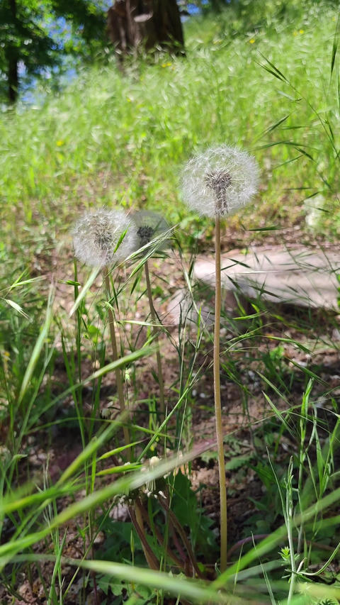 White Dandelion Seed Heads in Sunny Green Grass