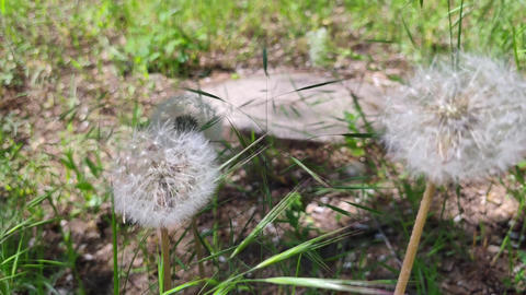 Fluffy Dandelion Seed Balls in Green Grass Close Up
