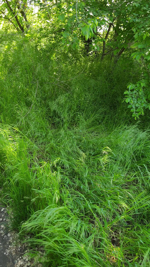 Overgrown Woodland Path With Tall Green Grass