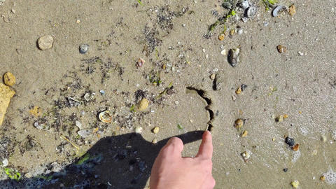 Adult Hand Touching Wet Beach Sand and Seashells