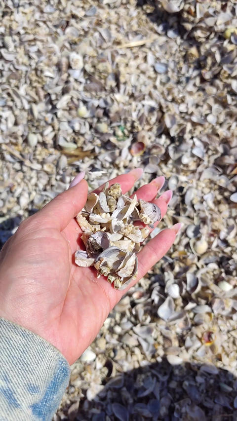 Manicured Hand Holding Seashell Fragments on Beach