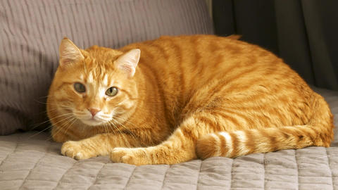 Cute Obese Cat