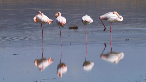 Flamingos In Salt Lake
