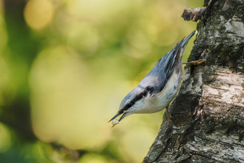 Eurasian nuthatch calling with food in beak