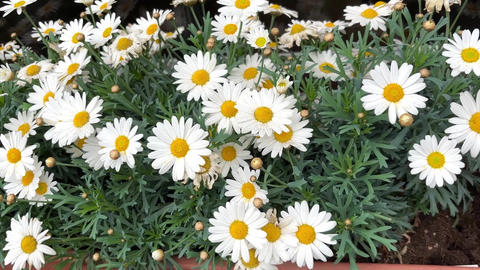 White daisy flowers close up blooming in a window box, sway gently in the breeze