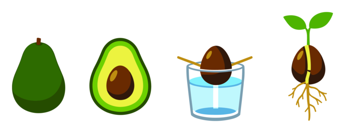 Avocado plant life cycle stages: an illustration depicting a whole fruit, a halved avocado with seed