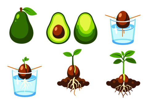 Avocado life cycles illustrating growth from whole and cut fruit, to seed germination in water