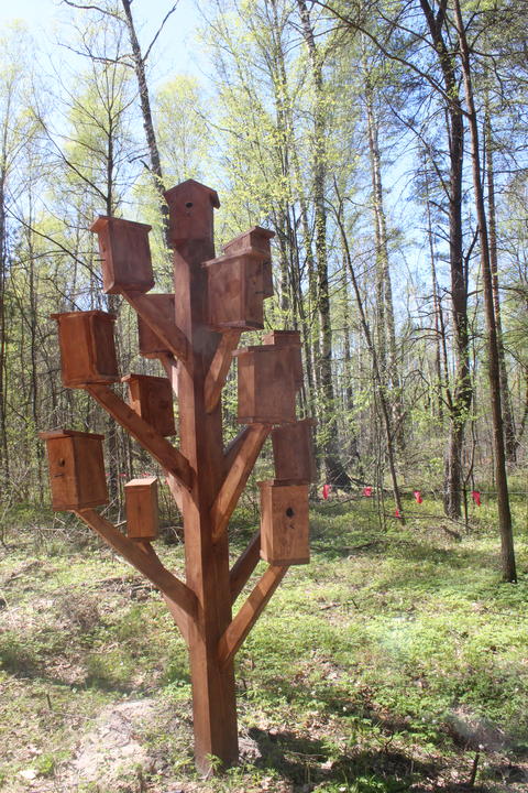 There are many birdhouses on the tree. Housing for birds