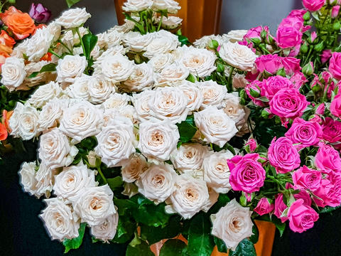 White and pink roses arranged in a vibrant floral display, showcasing lush green leaves and a