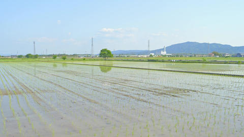 日本の田舎の水田で育つ若い稲の苗