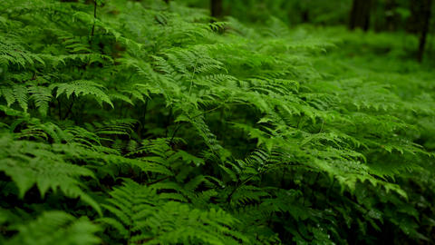 Lush Forest Ferns After Rain