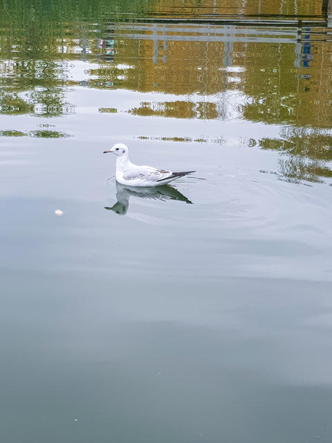 White seagull swimming on calm water surface with reflections of trees and sky in a serene natural