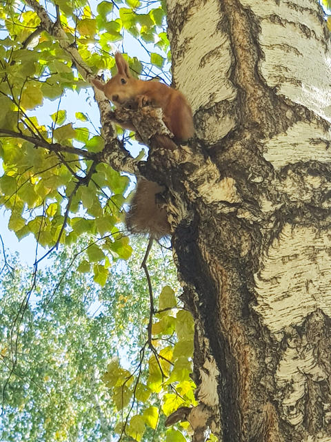 Red squirrel perched on a birch tree branch surrounded by green leaves, showcasing its bushy tail