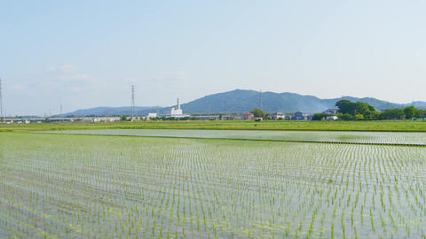 日本の田園地帯、田植え後の水田