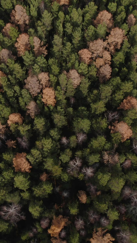 Aerial top view of mixed evergreen and deciduous forest canopy in autumn