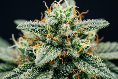 Extreme Macro Closeup Detail of Resinous Cannabis Bud
