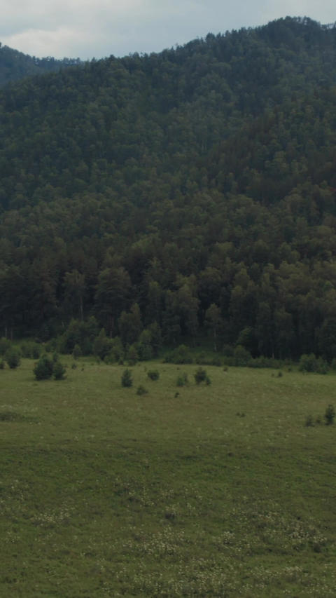Altai Mountains forested hillside and green meadow landscape under cloudy sky