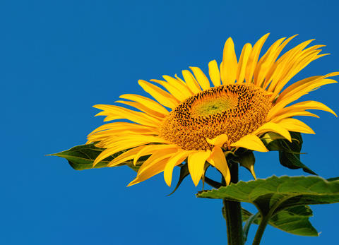 Bright sunflower against blue sky