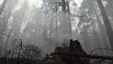 Burnt Stump Smokes. Remnant Of Burnt Tree With Curling Smoke Among Misty Forest