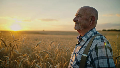 Mature man standing in golden wheat field at sunset looking at horizon medium shot