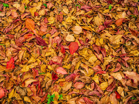 Fall foliage, autumn leaves, nature background